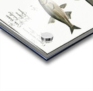 1. Sperlin Cyprinus bipunctatus 2. Bitter-Carp Cyprinus Gobio 3. Bitter-Carp Cyprinus Amarus 4. Bleak Cyprinus Alburnus 5. Minow Cyprinus Phoxinus Acrylic print