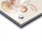 Different types of marine life Acrylic print