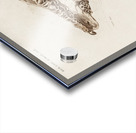 Odd-toed unlate Palaeotherium Acrylic print