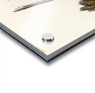 Great argus Phasianus argus Acrylic print