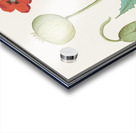 Poppy in vintage style Acrylic print