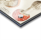 Mushrooms in vintage style Acrylic print