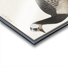 Domestic goose in vintage style Acrylic print