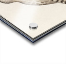 European green woodpecker in vintage style Acrylic print