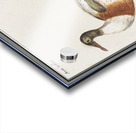 Indian runner duck in vintage style Acrylic print