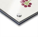 Primrose in vintage style Acrylic print