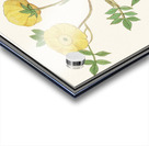 Yellow rose in vintage style Acrylic print