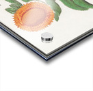 Sunflower in vintage style Acrylic print