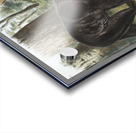 Rocky Mountain Hare Lepus Townsendii  Acrylic print