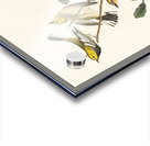 Black-throated green Warbler Blackburnian and Mourning Warbler Acrylic print