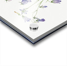 Harebell Campanula rotundifolia 1916 Acrylic print