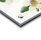 Pacific Dogwood Cornus nuttallii 1933 Acrylic print