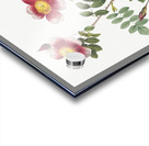 Vintage burnet rose Acrylic print