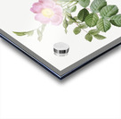 Pink sweet briar rose Acrylic print