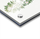 Burgundy cabbage rose in bloom Acrylic print