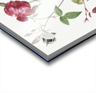 Velvet china rose in bloom Acrylic print