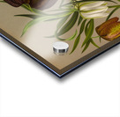 Album van Eeden : Haarlems flora : 1872-1881 Acrylic print