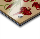 Album van Eeden : Haarlems flora : 1872-1881 Acrylic print