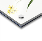 Ixia fusco citrina illustration  Acrylic print