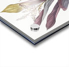 Cordyline fruticosa illustration  Acrylic print