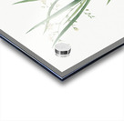 Diasia graminifolia illustration  Acrylic print