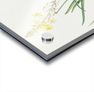 Stalked bulbine illustration  Acrylic print