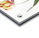 Didier tulip illustration  Acrylic print