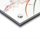 Barbary nut illustration  Acrylic print