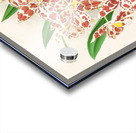 Odontoglossum wilckeanum albens Acrylic print