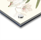 Amaryllis Picta. 1834 Acrylic print