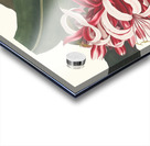 Crinium Augustum. [Queen Emma] 1834 Acrylic print