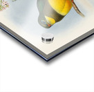 John Gould trogons 024 Acrylic print