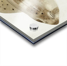 Antique fish Carpet Shark South Pacific Fishes by Frank Edward Clarke 1849-1899.  Acrylic print