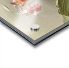 Phaius hybridus cooksonii from Reichenbachia Orchids 1888-1894 illustrated by Frederick Sander 1847-1920.  Acrylic print