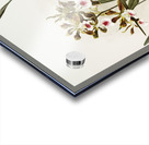 Rands Encyclia Epidendrum atro-purpureum var randianum from Reichenbachia Orchids 1888-1894 illustrated by Frederick Sander 1847-1920.  Acrylic print