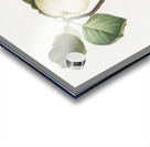 Astracan Apple Malus astracanensis from Pomona Italiana 1817 - 1839 by Giorgio Gallesio 1772-1839.  Acrylic print