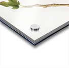 Fig Coccus ficus caricae from Pomona Italiana 1817 - 1839 by Giorgio Gallesio 1772-1839.  Acrylic print