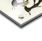 Tasmanian Crow-Shrike Gymnorhina organicum illustrated by Elizabeth Gould 1804–1841 for John Gould’s 1804-1881 Birds of Australia  Acrylic print