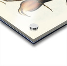 Red-breasted Pomatorhinus Pomatorhinus rubeculus illustrated by Elizabeth Gould 1804–1841 for John Gould’s 1804-1881 Birds of Australia  Acrylic print