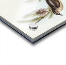 Buff-bellied shrike-thrush Colluricincla rufiventris illustrated by Elizabeth Gould 1804–1841 for John Gould’s 1804-1881 Birds of Australia  Acrylic print