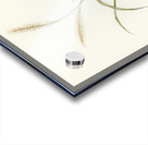 Square-tailed Warbler Cysticola isura illustrated by Elizabeth Gould 1804–1841 for John Gould’s 1804-1881 Birds of Australia  Acrylic print