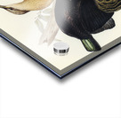 Victoria Rifle-bird Ptiloris Victoriae illustrated by Elizabeth Gould 1804–1841 for John Gould’s 1804-1881 Birds of Australia  Acrylic print