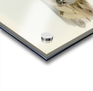 White-faced Storm Petrel Thalassidroma marina illustrated by Elizabeth Gould 1804–1841 for John Gould’s 1804-1881 Birds of Australia  Acrylic print