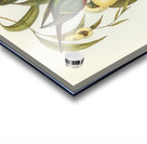 Swift Lorikeet Lathamus discolor illustrated by Elizabeth Gould 1804–1841 for John Gould’s 1804-1881 Birds of Australia  Acrylic print