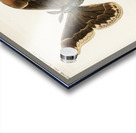 Promethea Silkmoth - Male Attacus Promethia from Moths and Butterflies of the United States 1900 by Sherman F. Denton 1856-1937.  Acrylic print