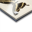 Giant Swallowtail Papilio Cresphontes from Moths and butterflies of the United States 1900 by Sherman F. Denton 1856-1937.  Acrylic print