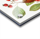 Plum leaved thorn from Edwards Botanical Register 1829-1847  by Sydenham Edwards John Lindley and James Ridgway. Acrylic print