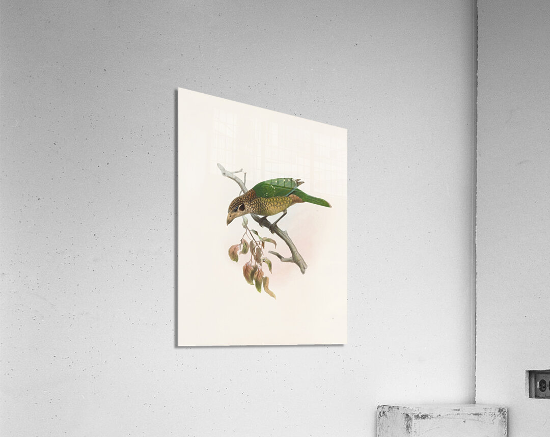 Ailuraedus melanotus 1873 Acrylic Print