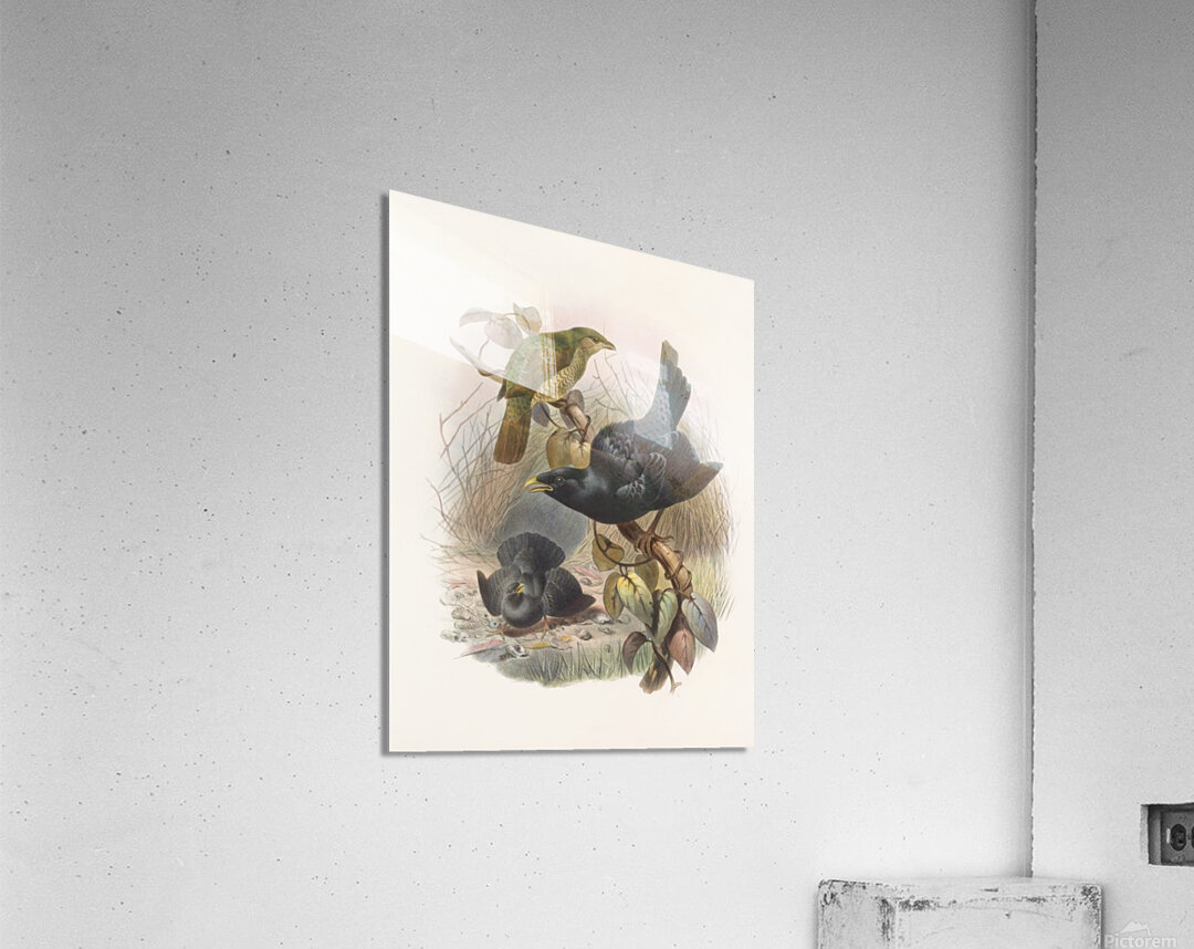 Ptilorhynchus violaceus 1873 Acrylic Print