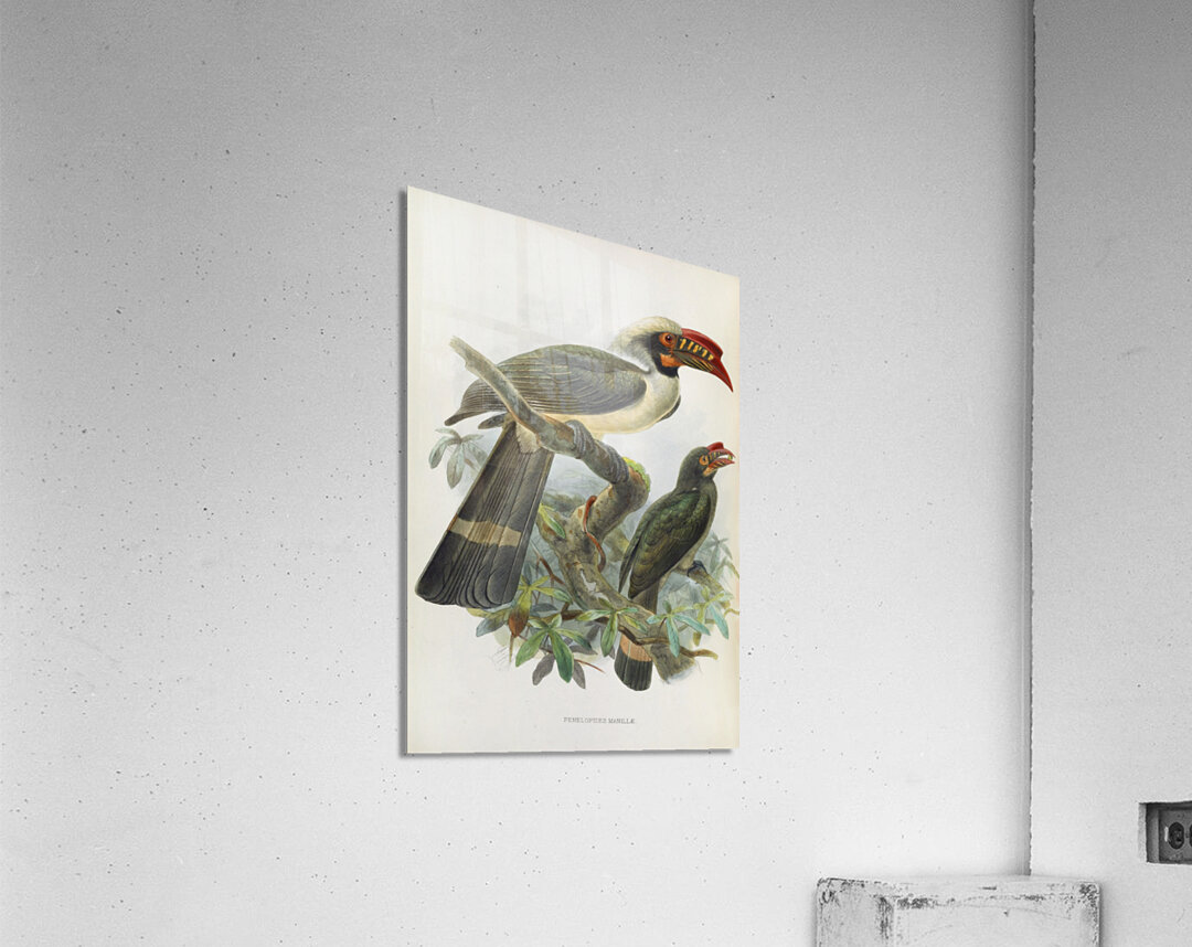 Penelopides manillae 1882 Acrylic Print